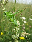 Légtornász