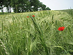 A környezet