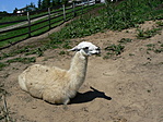láma
