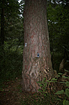 Iszonyatosan nagy fa
