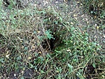 Rókalyuk