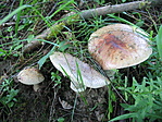 a zsákmány