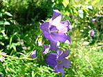 Harangok