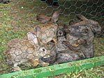 Nyuszik
