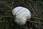 gomba