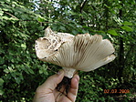 sok van belőle