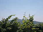 Tokaj szőlővesszein