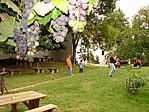 Csendélet