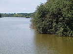 madár