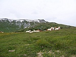 tehenek