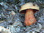 sátántinóru