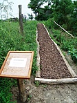 Fenyőkéreg