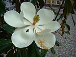 Magnólia