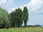 Nyárfa-sor