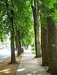 Vadgesztenyesor