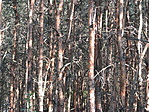 Fenyőcsapat