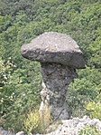 Kőgomba