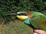 Gyurgyalag