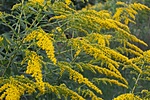 Solidago sempervirens