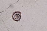 Csigalelet