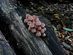 mushroom