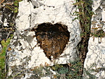 Szívecske