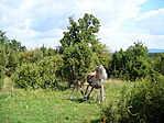 Borókás 1.
