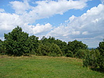 Borókás 2.