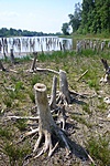 Kiszáradt részek