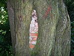 Koszivu