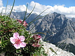 Csúcsközelben (háttérben a Triglav-csoport)