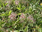 Iszalag