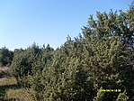 Közelebbről