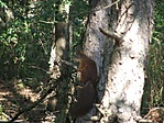 a mókus