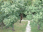 Kopjafák