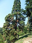 Mamutfenyő alatt
