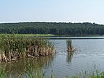 Part menti nádas