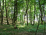 Fiatal bükkerdőben