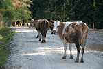 Észrevett