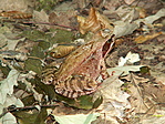 Béka