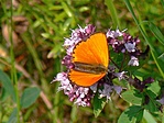 lepke
