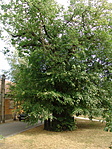 Ent-Eper