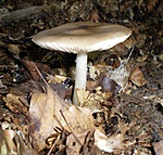 Széleslemezű füllőke