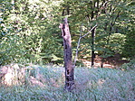 Kiszáradt fa