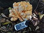 Sárga gévagomba (Laetiporus sulphureus)