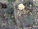 Sárga gévagomba (Laetiporus sulphureus)