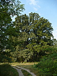 tölgytávol