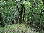 Erdő mélyén