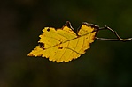 Őszi hangulatok 3.