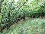 vértesi perem